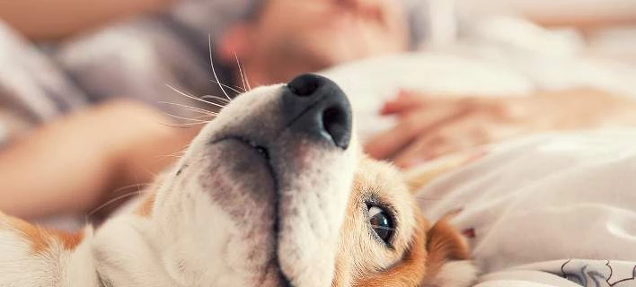 Η πιο εμπνευσμένη πινακίδα για το αν δέχονται ή όχι κατοικίδια υπάρχει σε ελληνικό ξενοδοχείο [εικόνα]